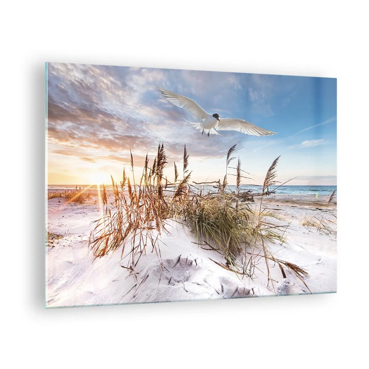 Obraz na skle - Vták letiaci nad dunami pri západe slnka - 70x50cm - Vietor od mora - Moderná nástenná dekorácia do obývacej izby a spálne ARTTOR