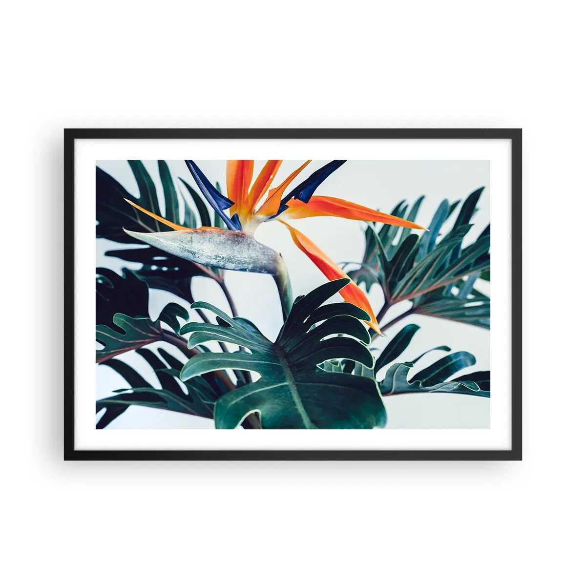 Plagát v čiernom ráme - Vtáker - 70x50 cm
