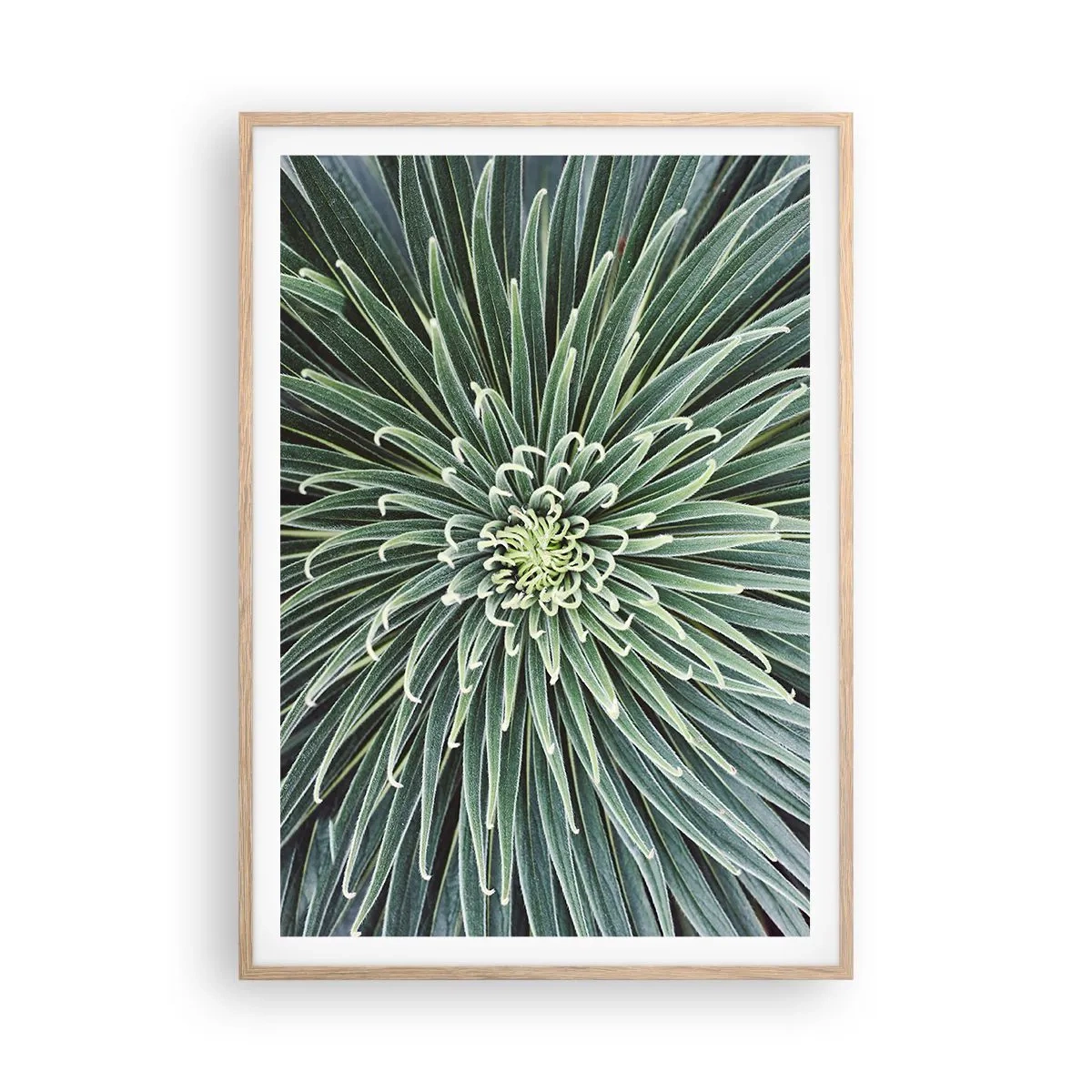 Plagát v ráme zo svetlého duba - Zrodenie hviezdy - 70x100 cm