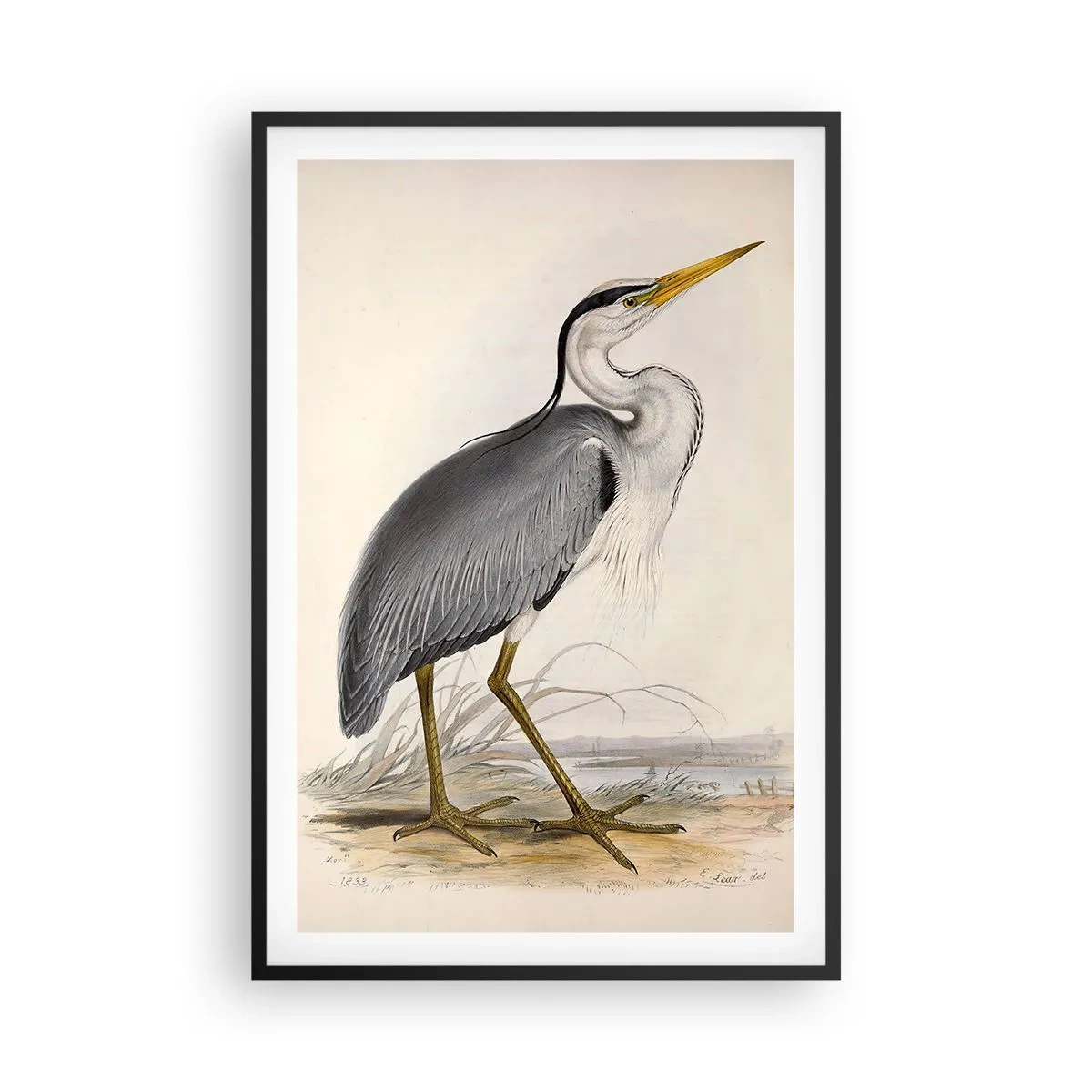 Plagát v čiernom ráme - Pôvab volavky - 61x91 cm