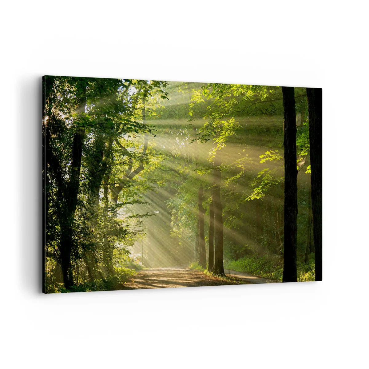 Obraz na plátne - Lesný okamih - 120x80 cm