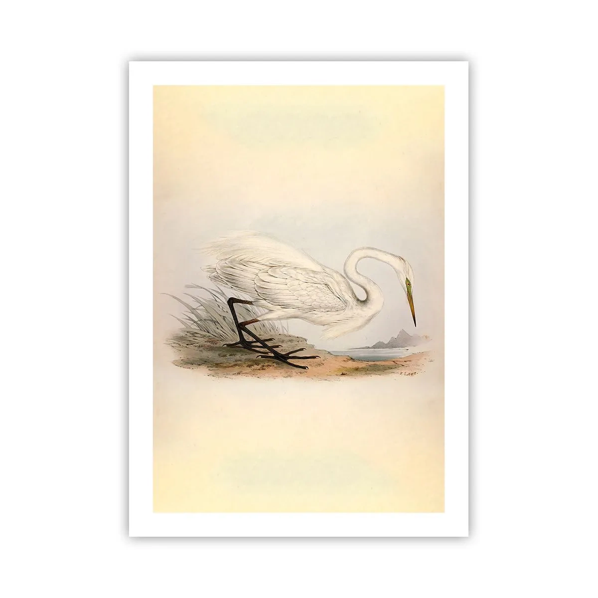 Plagát - Pani rákosín - 50x70 cm