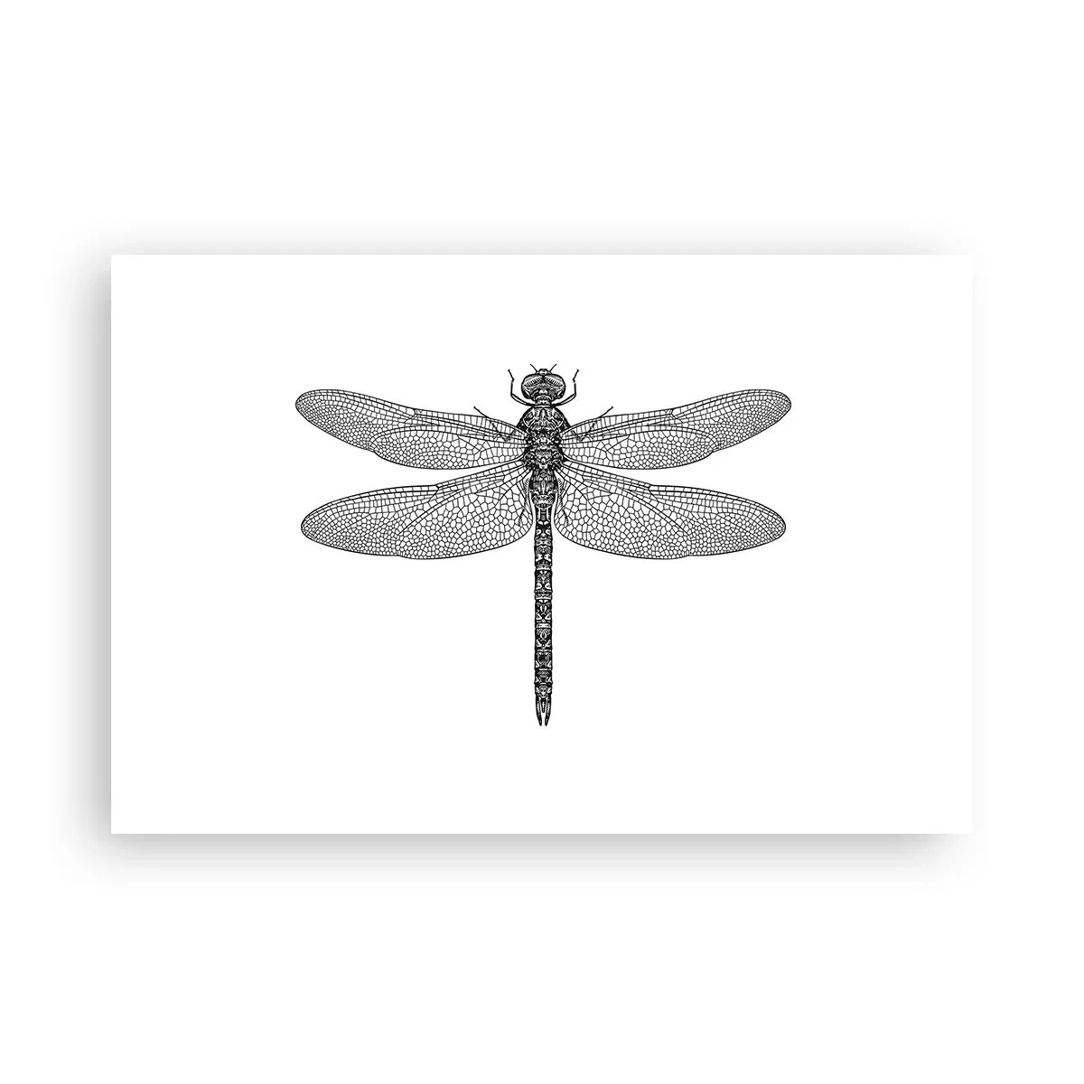 Plagát - Presnosť prírody - 91x61 cm