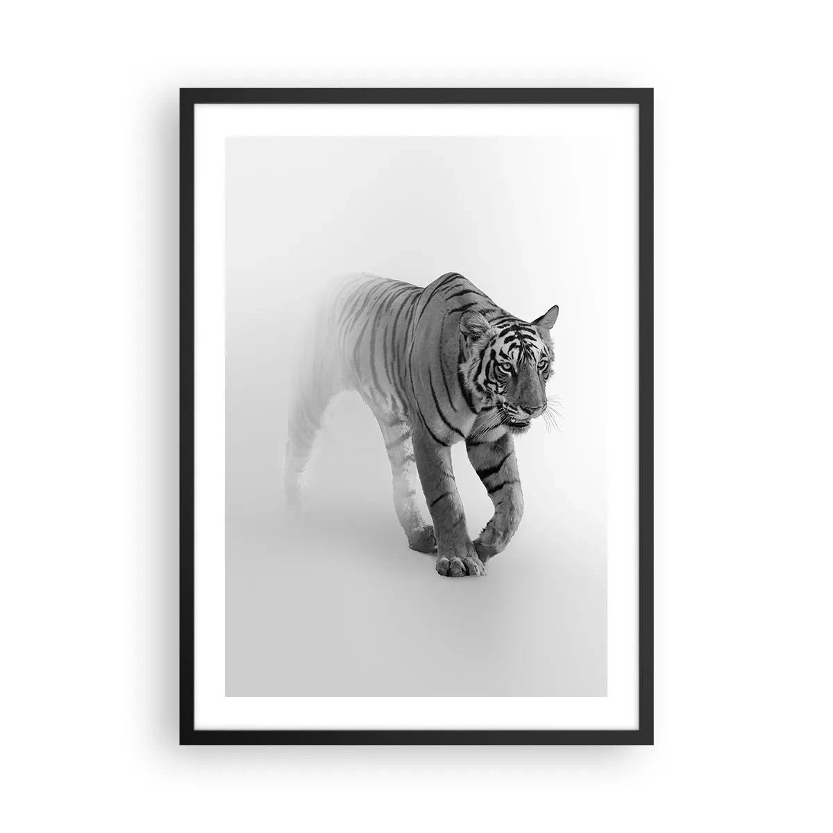 Plagát v čiernom ráme - Čiernobiely tiger vychádzajúci z hmly - 50x70cm - Prikrčený v hmle - Moderná nástenná dekorácia do obývacej izby a spálne ARTTOR