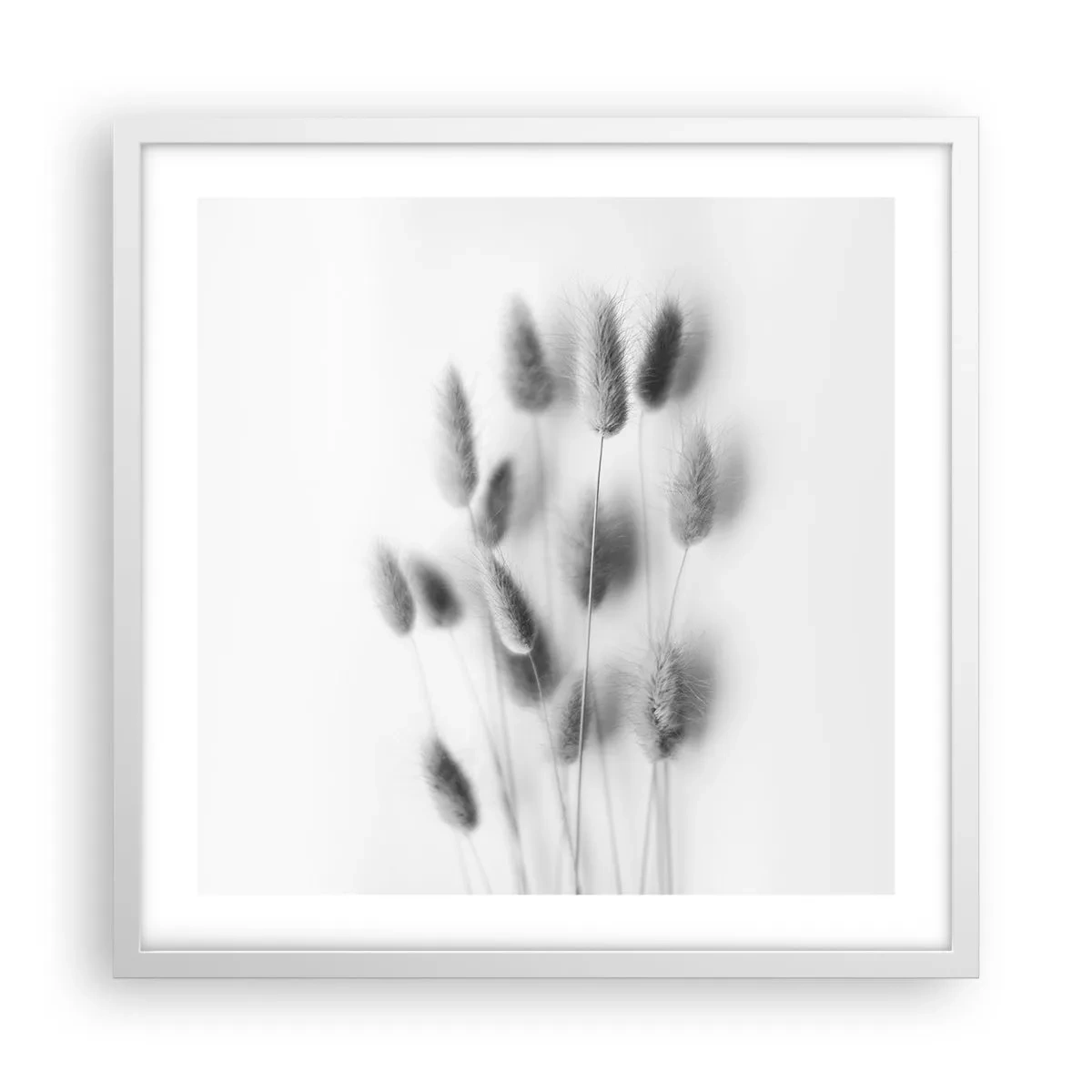 Plagát v bielom ráme - Našuchorená tráva - 50x50 cm