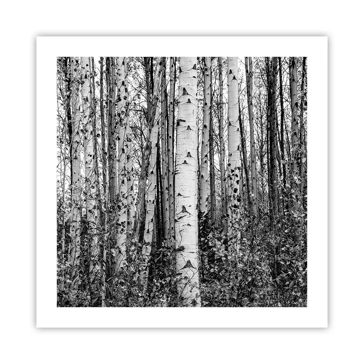 Plagát - Brezová kolonáda - 50x50 cm