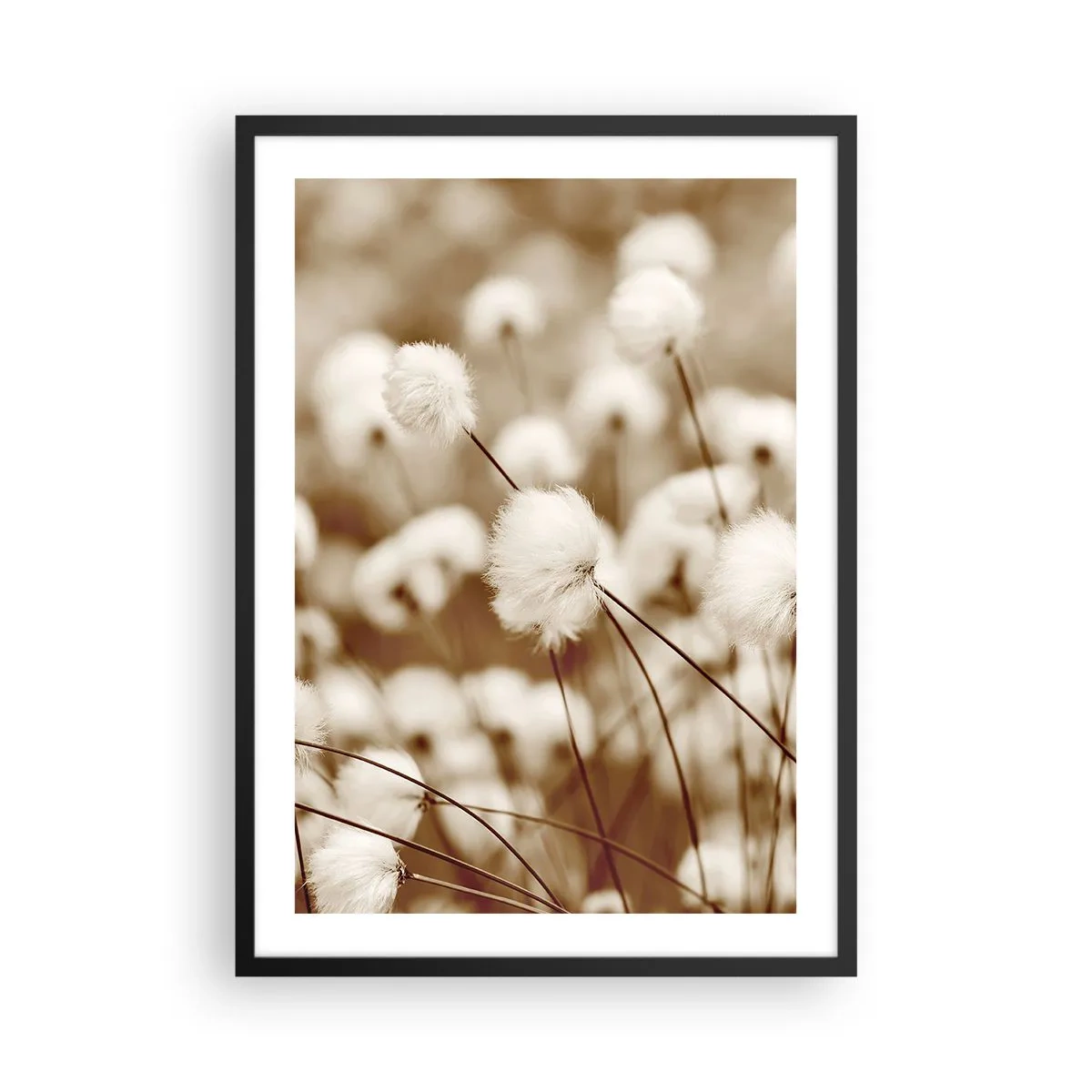 Plagát v čiernom ráme - Nadýchané steblá trávy v jemnom zábere - 50x70cm - Chlpatý lán - Moderná nástenná dekorácia do obývacej izby a spálne ARTTOR