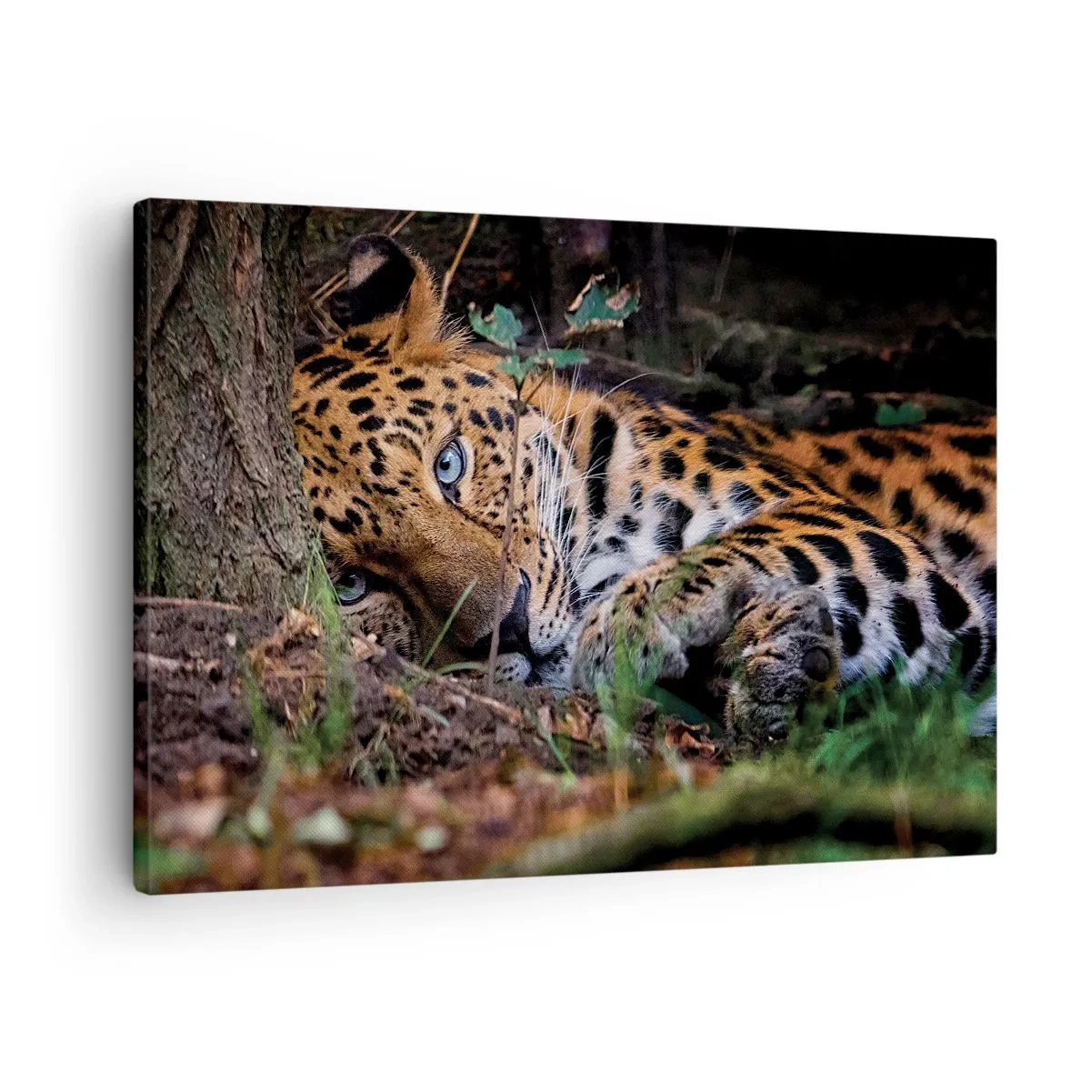 Obraz na plátne - Leopard ležiaci v tieni stromov - 70x50cm - Ver mi - Moderná nástenná dekorácia do obývacej izby a spálne ARTTOR