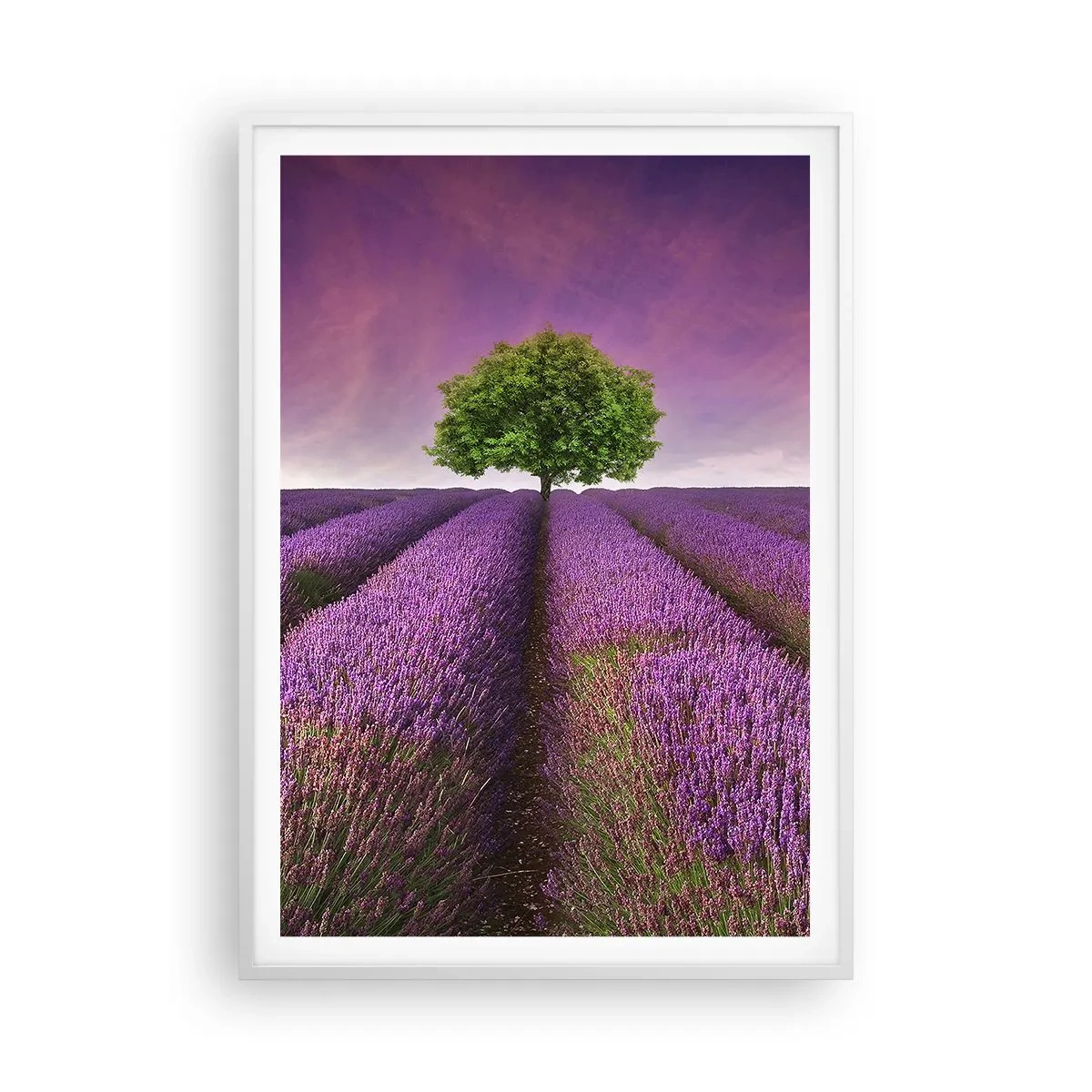 Plagát v bielom ráme - Na levanduľových poliach - 70x100 cm