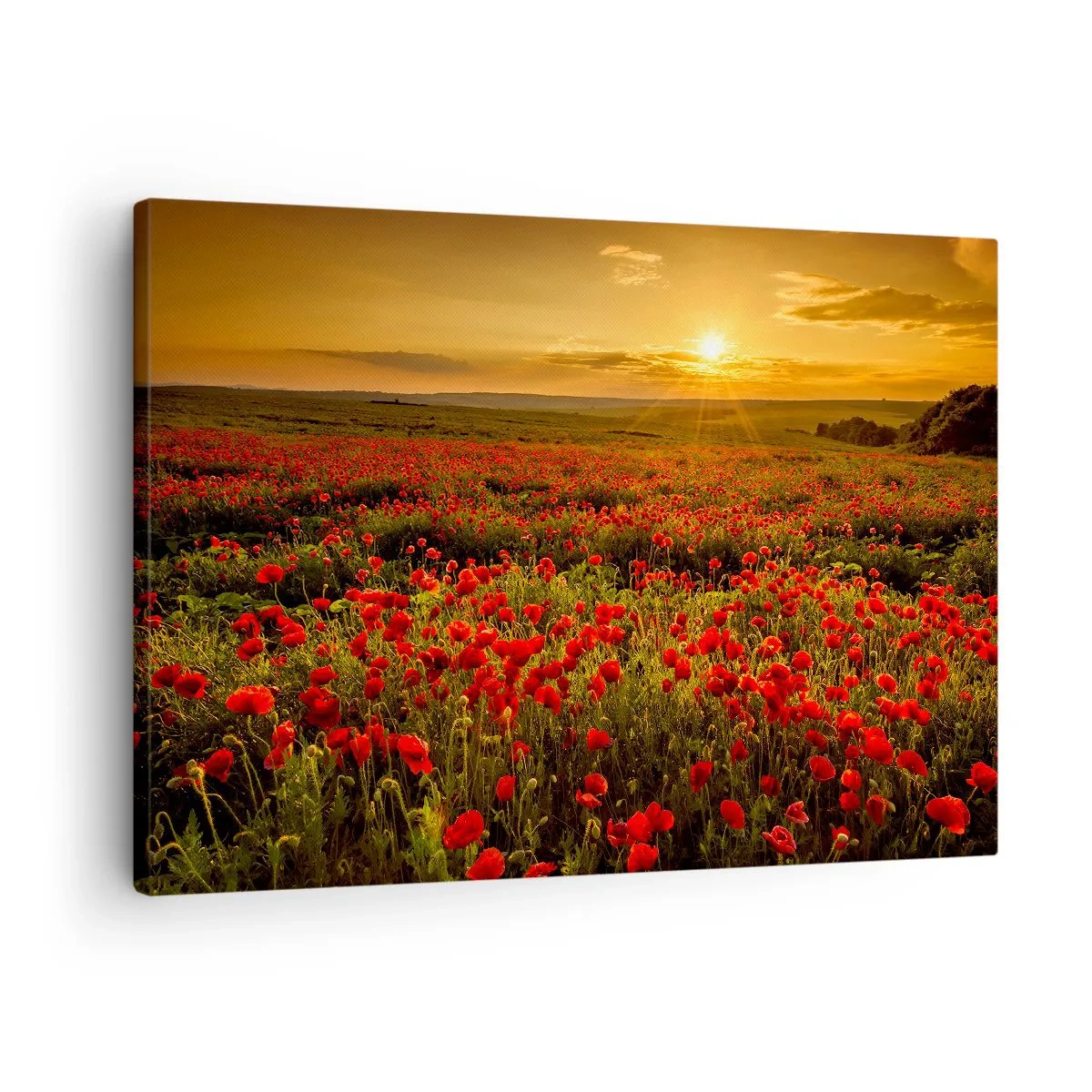 Obraz na plátne - Pole červených makov v žiari zapadajúceho slnka - 70x50cm - Medzi vlnami šumiacich lúk, medzi záplavou kvetov - Moderná nástenná dekorácia do obývacej izby a spálne ARTTOR