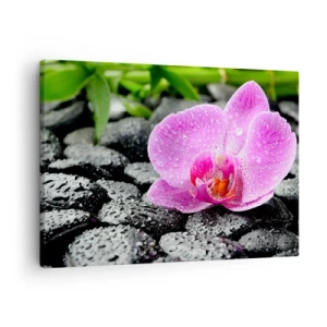 Obraz na plátne - Ružová orchidea na mokrých čiernych kameňoch so zelenými listami - 70x50cm - Ako otvorené srdce - Moderná nástenná dekorácia do obývacej izby a spálne ARTTOR