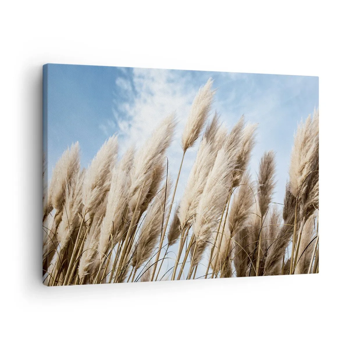 Obraz na plátne - Jemné pampové trávy proti modrej oblohe s ľahkými oblakmi - 70x50cm - Slnečné a veterné pohladenie - Moderná nástenná dekorácia do obývacej izby a spálne ARTTOR
