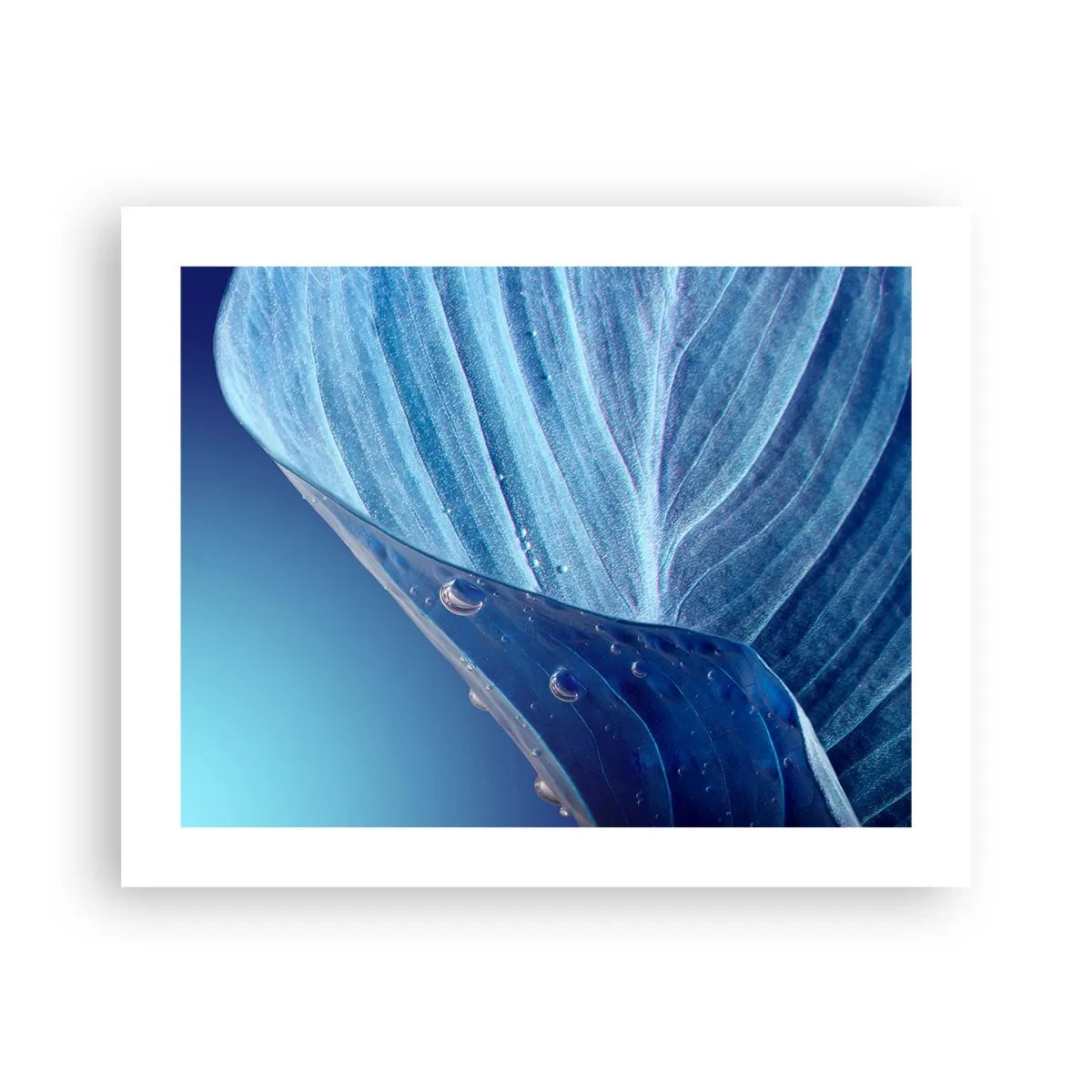 Plagát - Skryté kvapky modrej - 50x40 cm