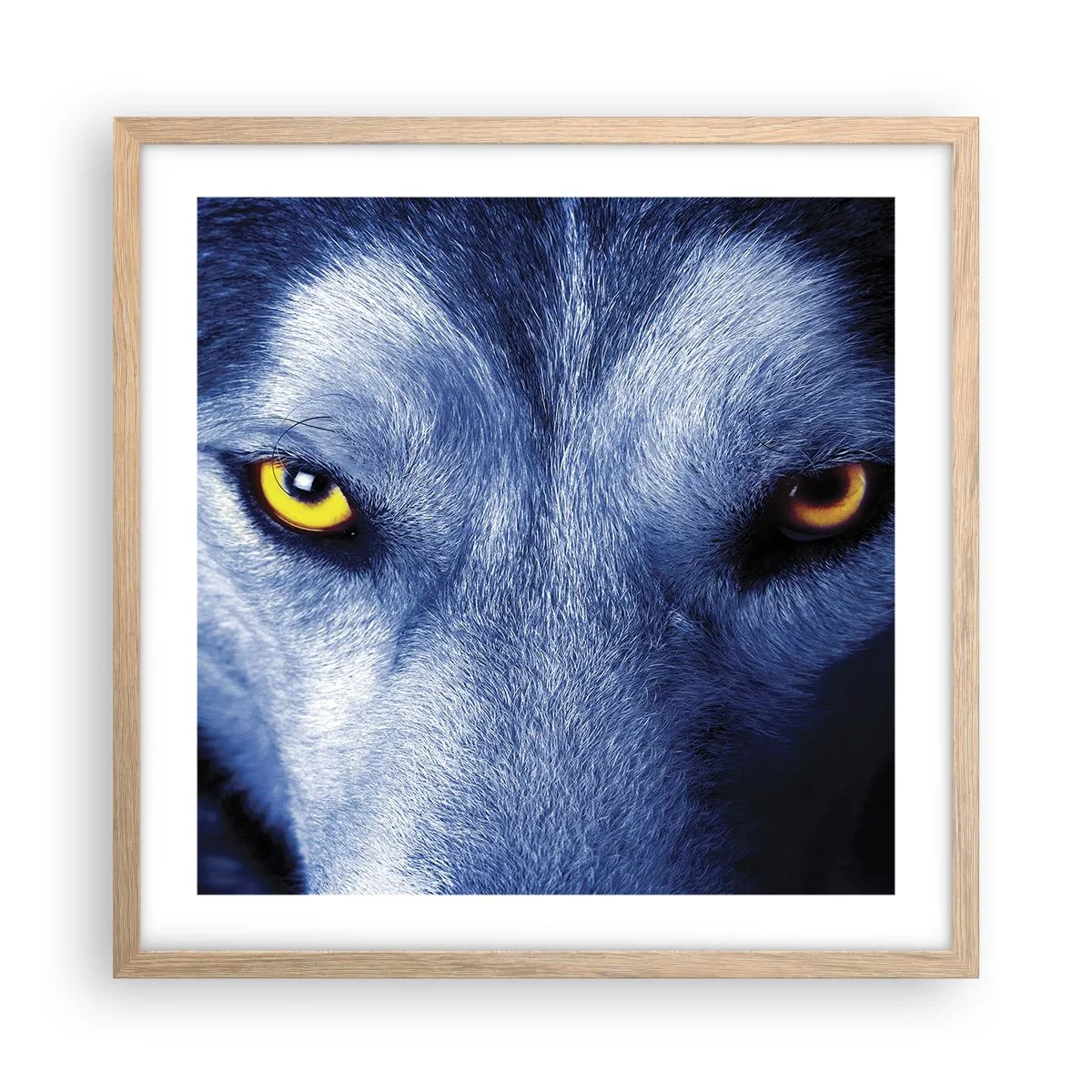 Plagát v ráme zo svetlého duba - Fascinujúci pohľad - 50x50 cm