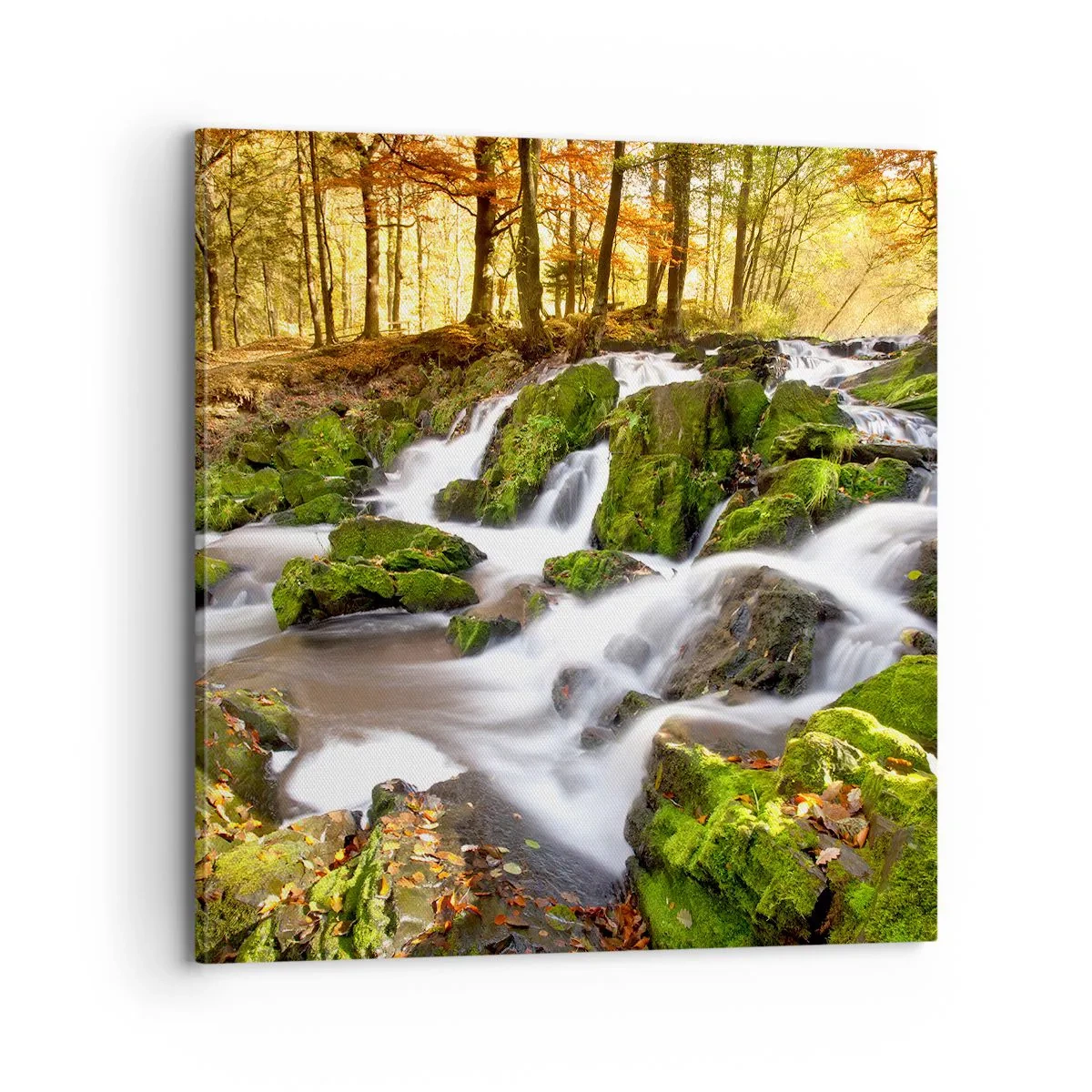 Obraz na plátne - Chvatom jesenným lesom - 70x70 cm