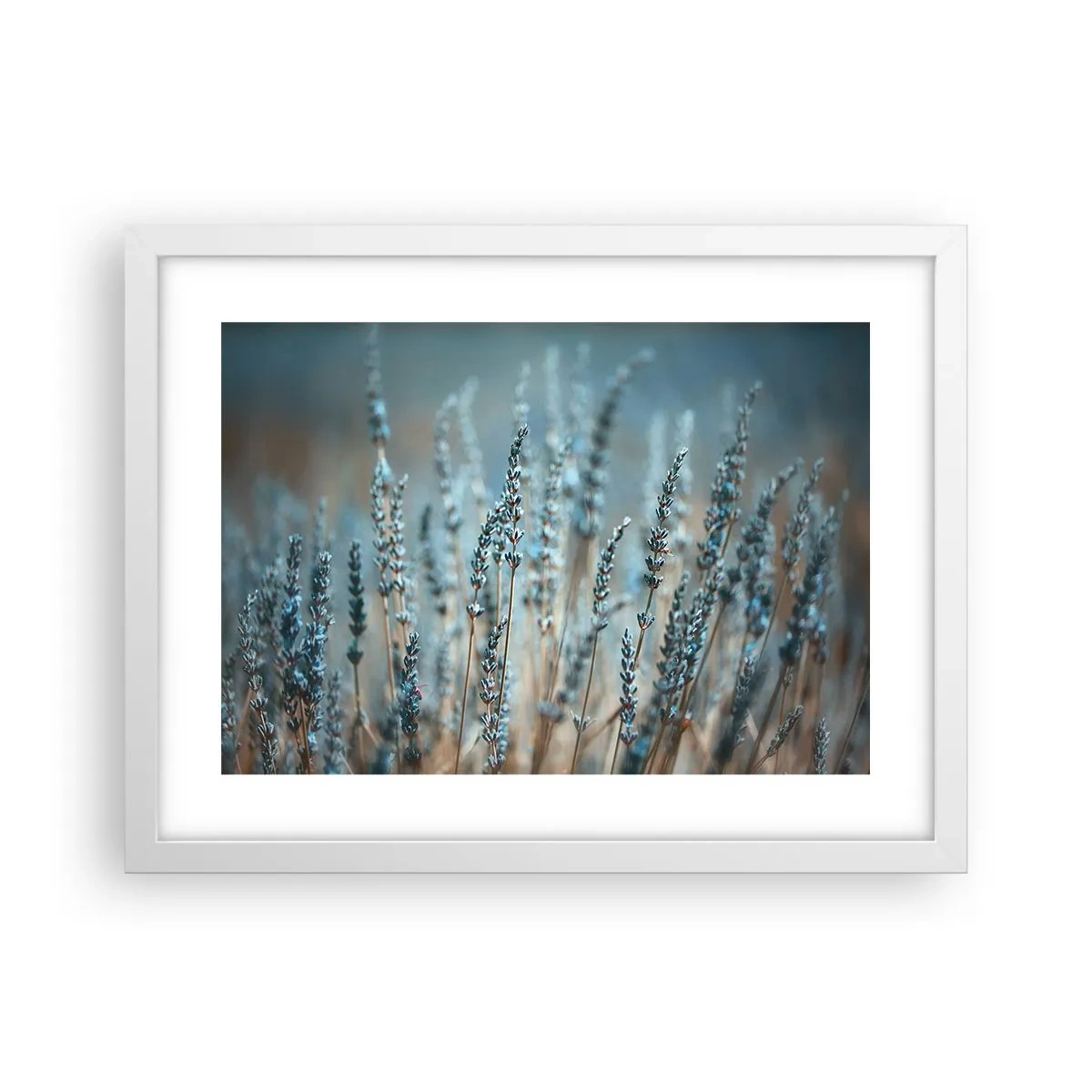 Plagát v bielom ráme - Voňavý lán - 40x30 cm