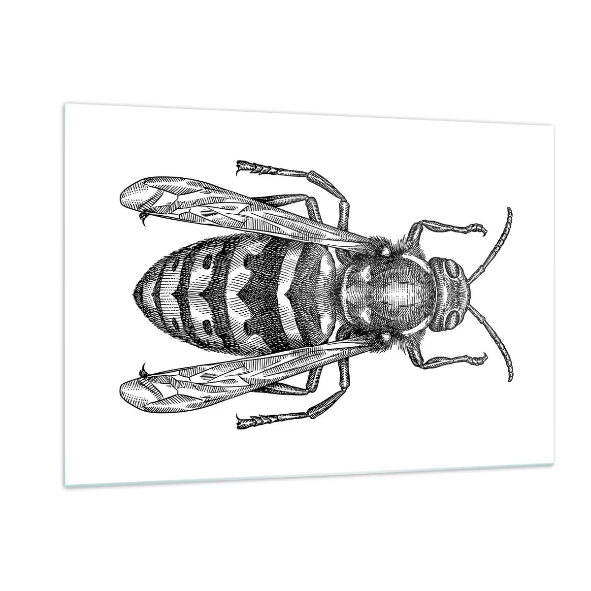 Obraz na skle - Z hmyzej planéty - 120x80 cm