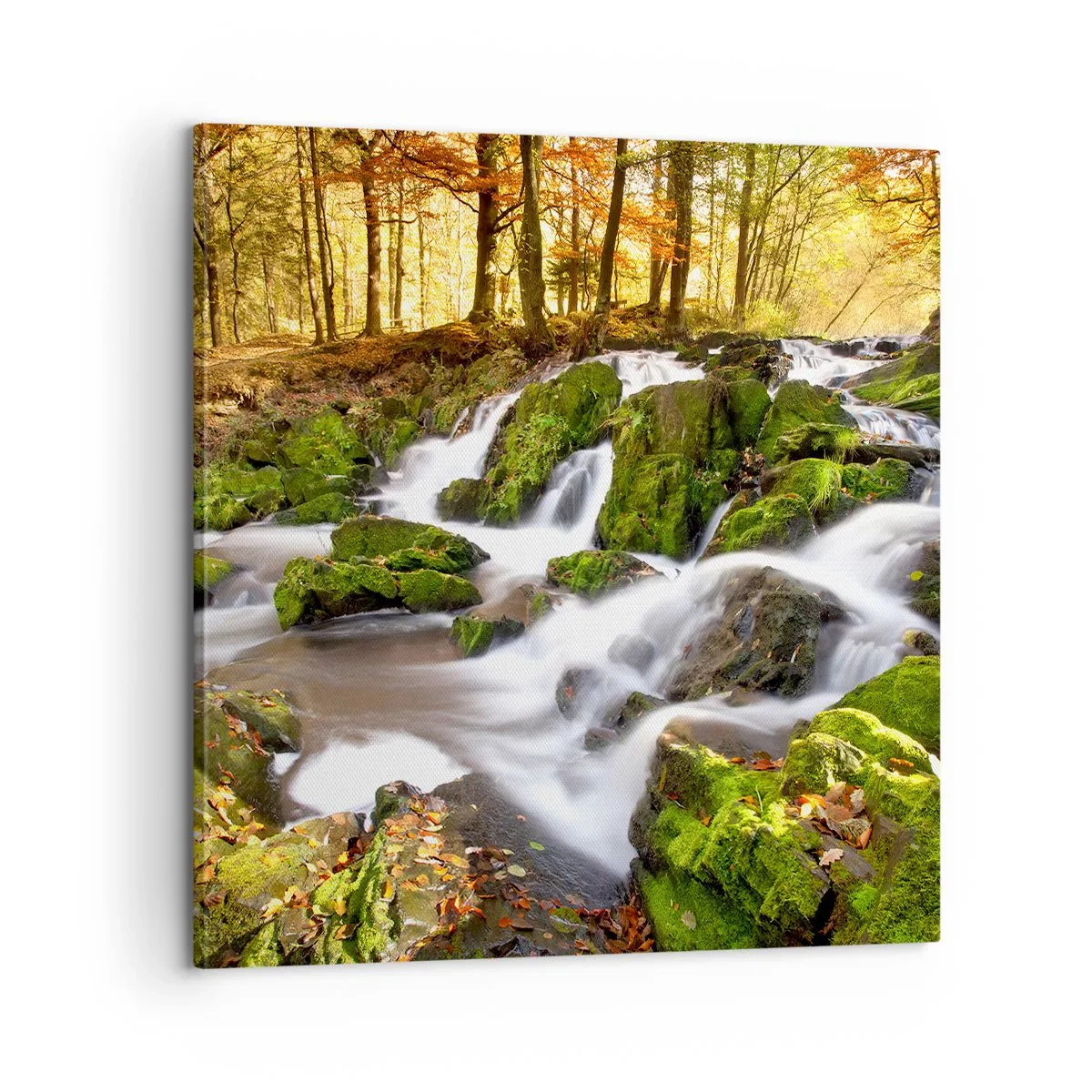 Obraz na plátne - Chvatom jesenným lesom - 60x60 cm