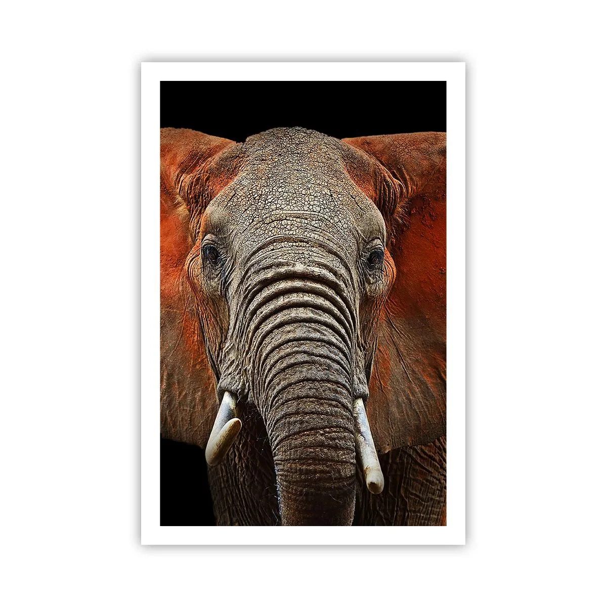 Plagát - Som divoký, a ty? - 61x91 cm