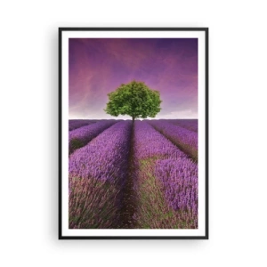 Plagát v čiernom ráme - Na levanduľových poliach - 70x100 cm