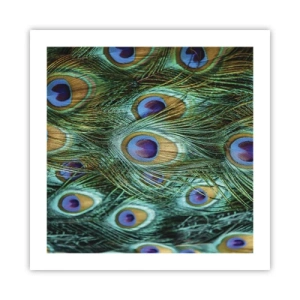 Plagát - Páví pohľad - 50x50 cm