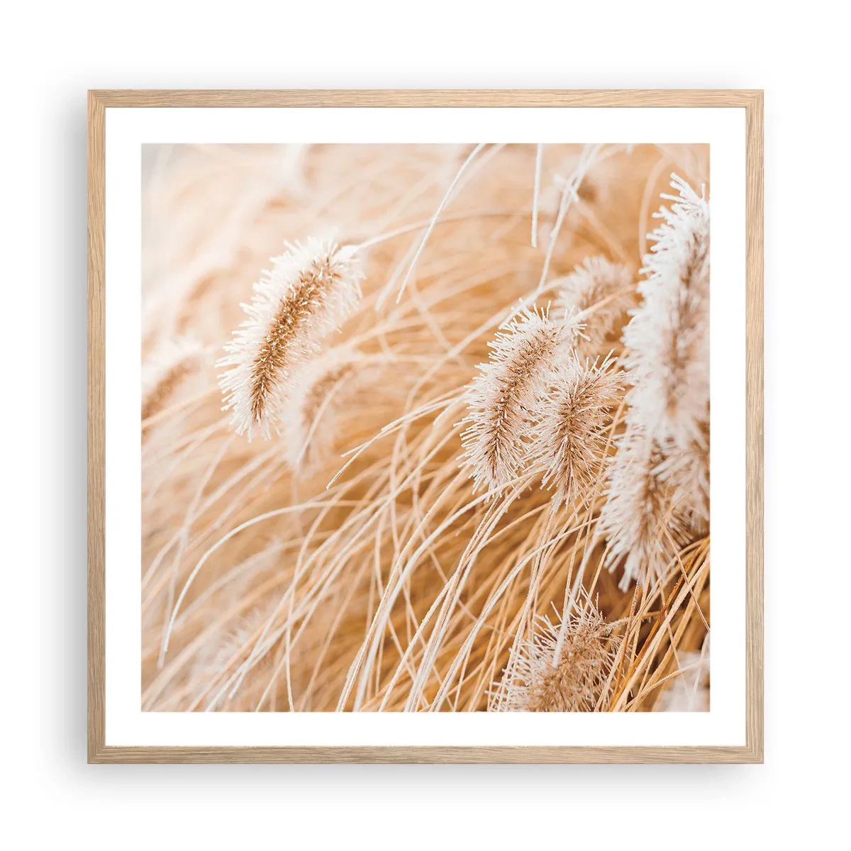 Plagát v ráme zo svetlého duba - Zlaté šušťanie tráv - 60x60 cm