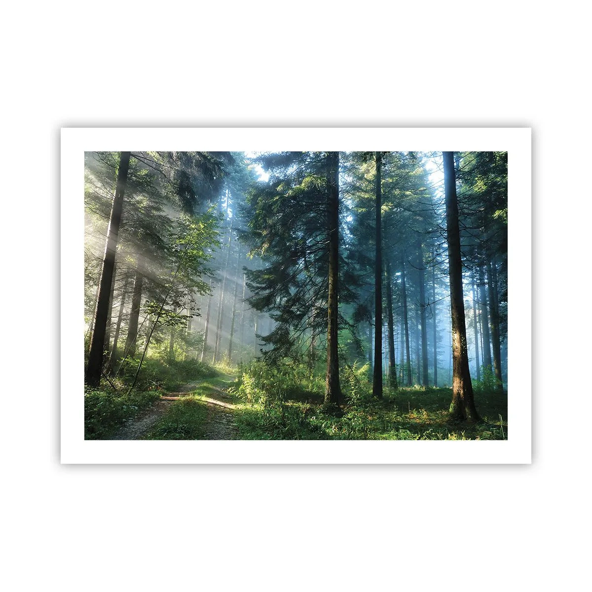 Plagát - Žiariaci za úsvitu - 70x50 cm