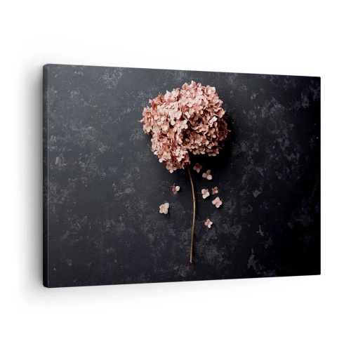 Obraz na plátne - Jemný kvet hortenzie na tmavom pozadí - 70x50cm - Skutočne romantické znamenie - Moderná nástenná dekorácia do obývacej izby a spálne ARTTOR