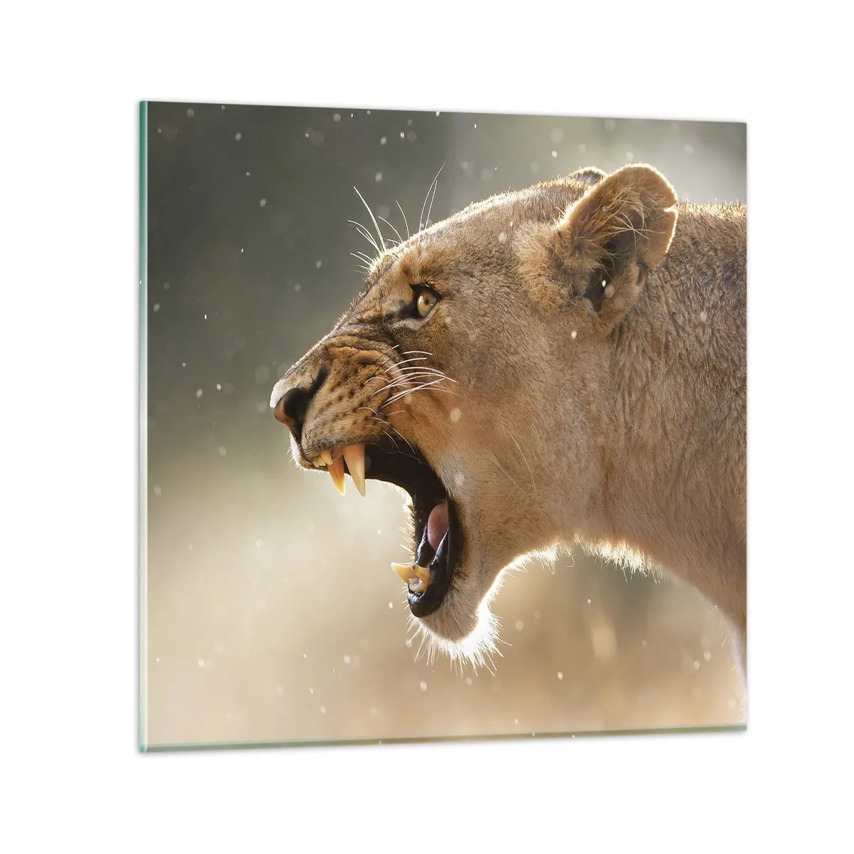 Obraz na skle - Snaž sa nepočúvať - 60x60 cm