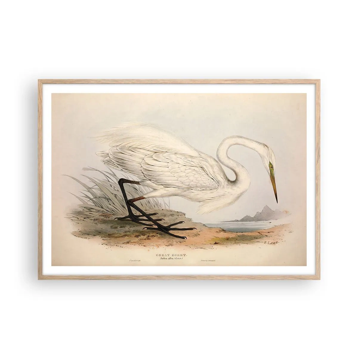 Plagát v ráme zo svetlého duba - Pani rákosín - 100x70 cm