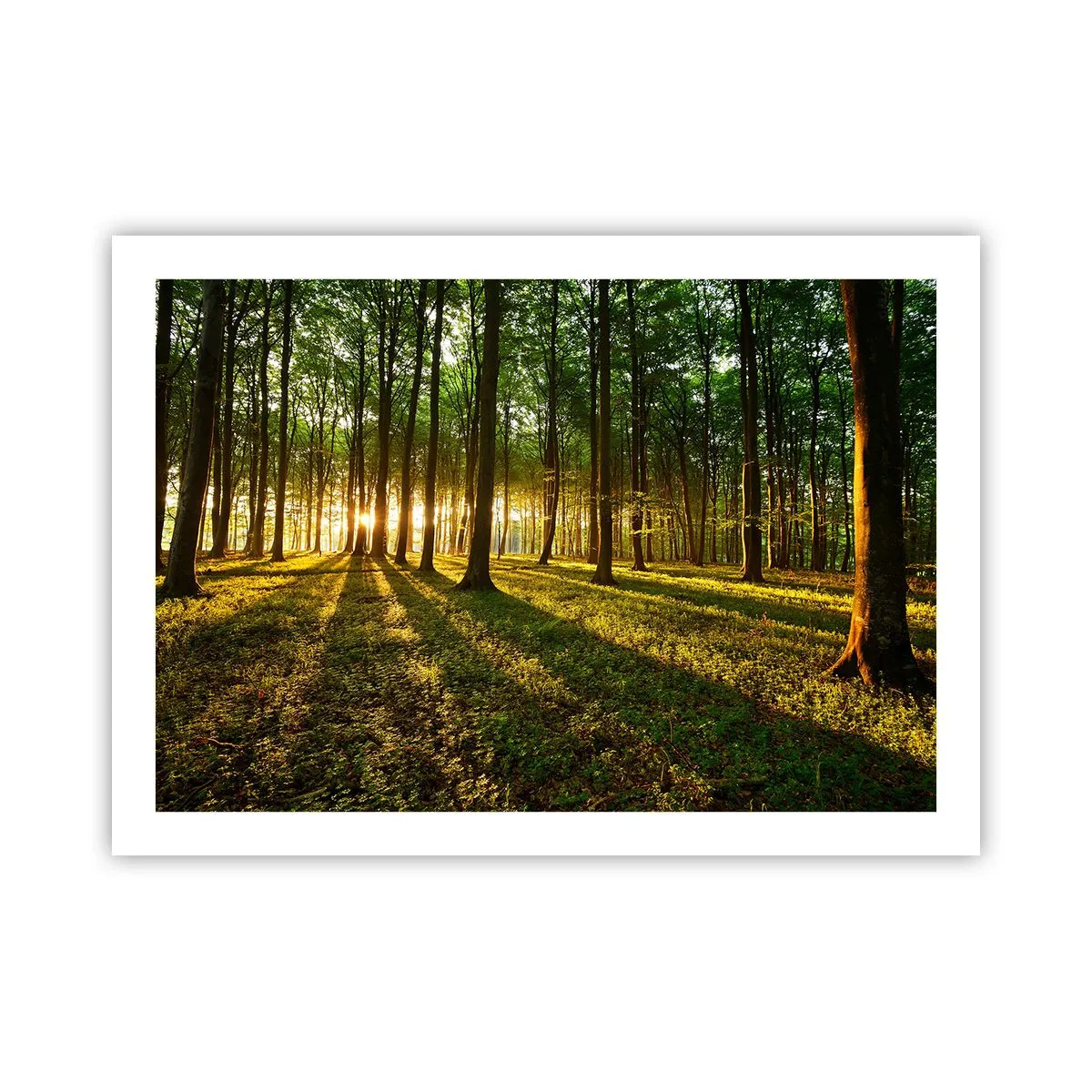 Plagát - Fotografie všetkých jarí - 70x50 cm