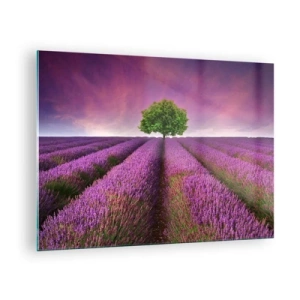 Obraz na skle - Levanduľové pole s osamelým stromom na pozadí oblohy - 70x50cm - Na levanduľových poliach - Moderná nástenná dekorácia do obývacej izby a spálne ARTTOR