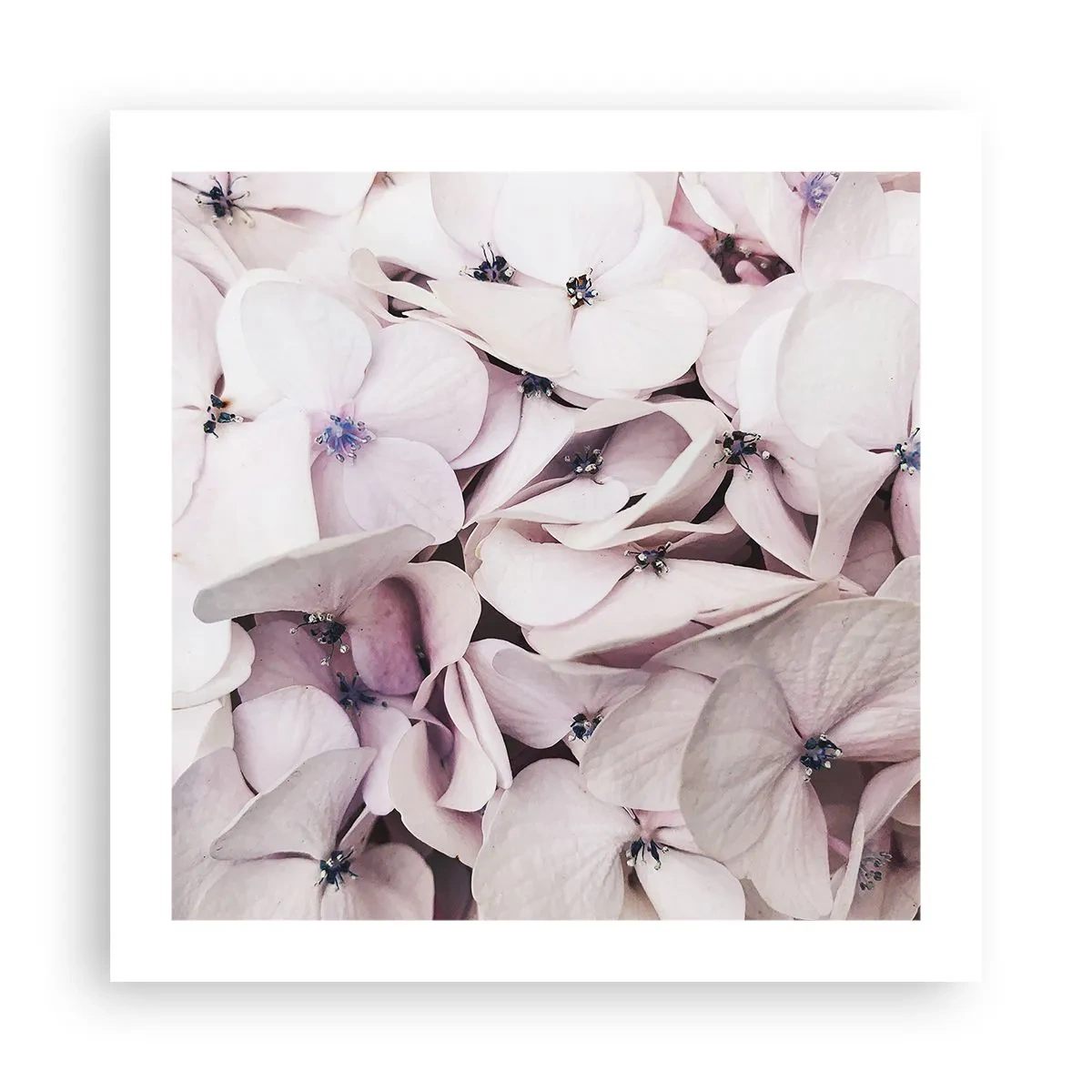 Plagát - V záplave kvetov - 50x50 cm