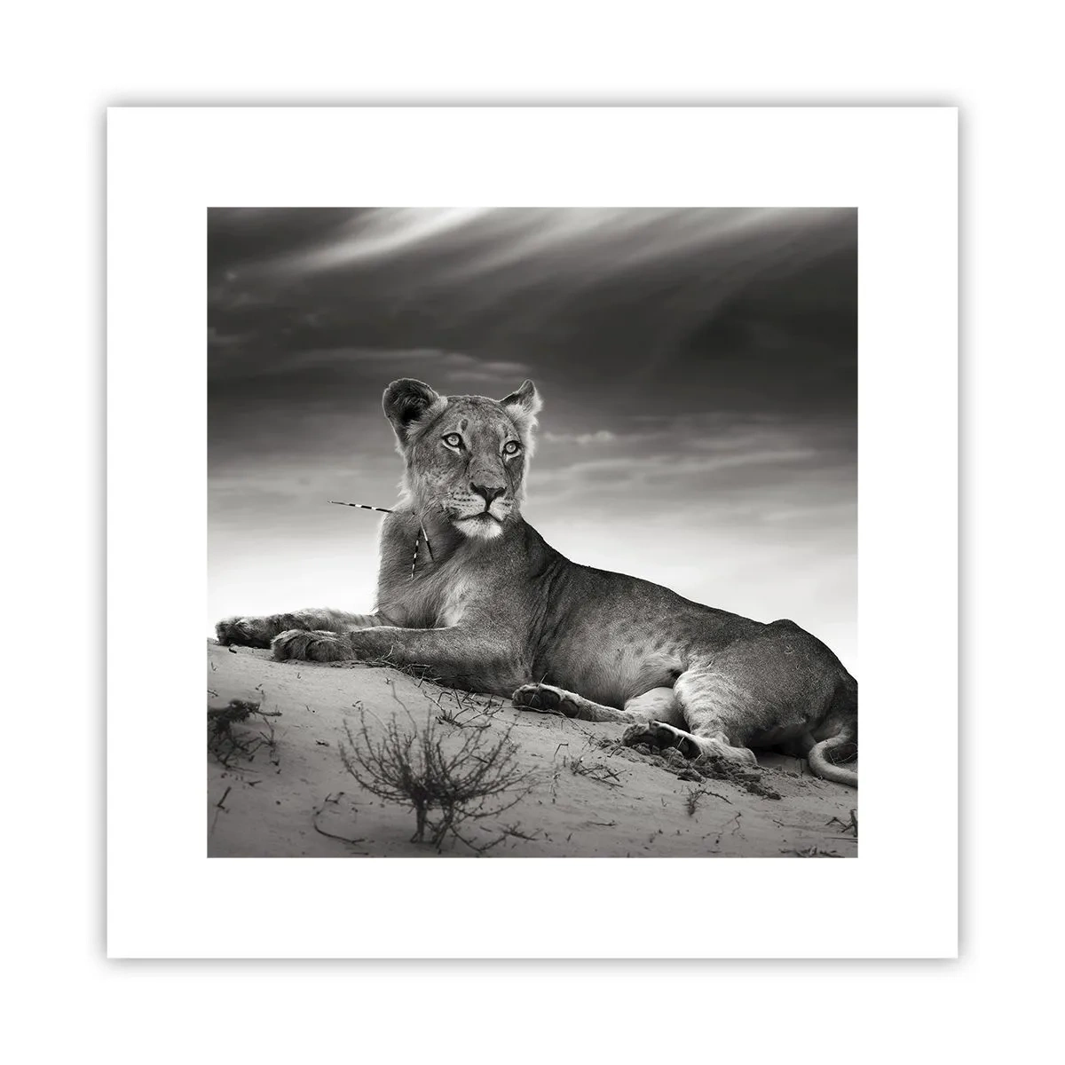 Plagát - Odpočinok kráľovnej púšte - 30x30 cm