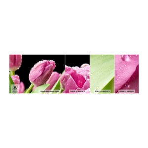 Vzorka Fototapeta Standard Eco - Ľaliový sen v rose - Kvety, Tulipány, Kytica kvetov - 100x30 cm