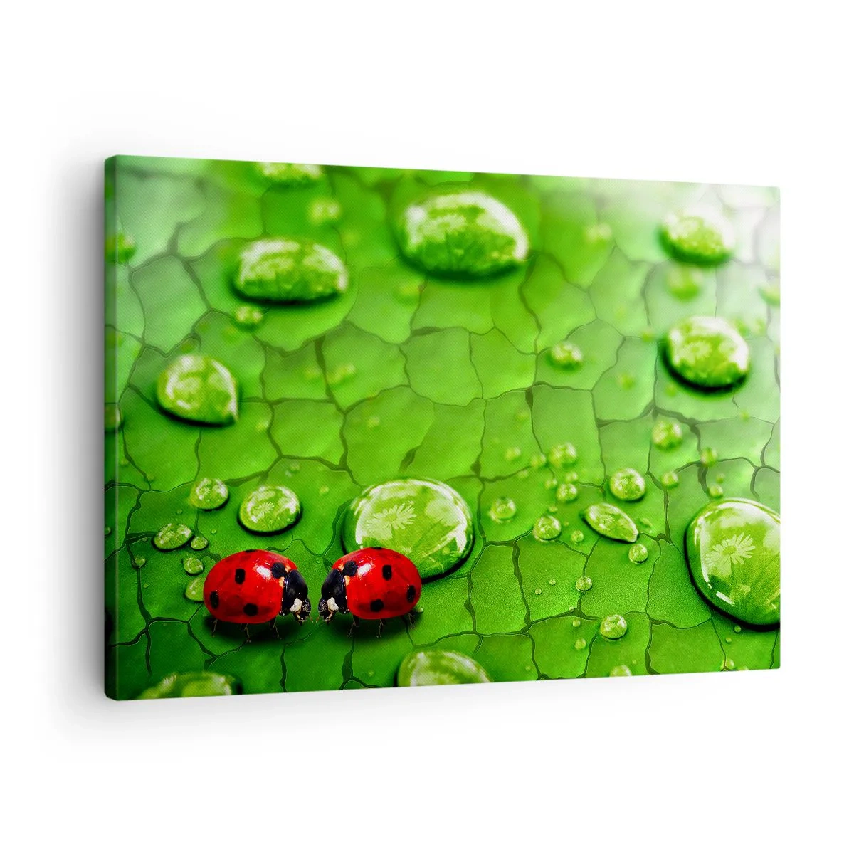 Obraz na plátne - Dve lienky na liste s kvapkami vody v makrofotografii - 70x50cm - Stretnutie v zeleni - Moderná nástenná dekorácia do obývacej izby a spálne ARTTOR