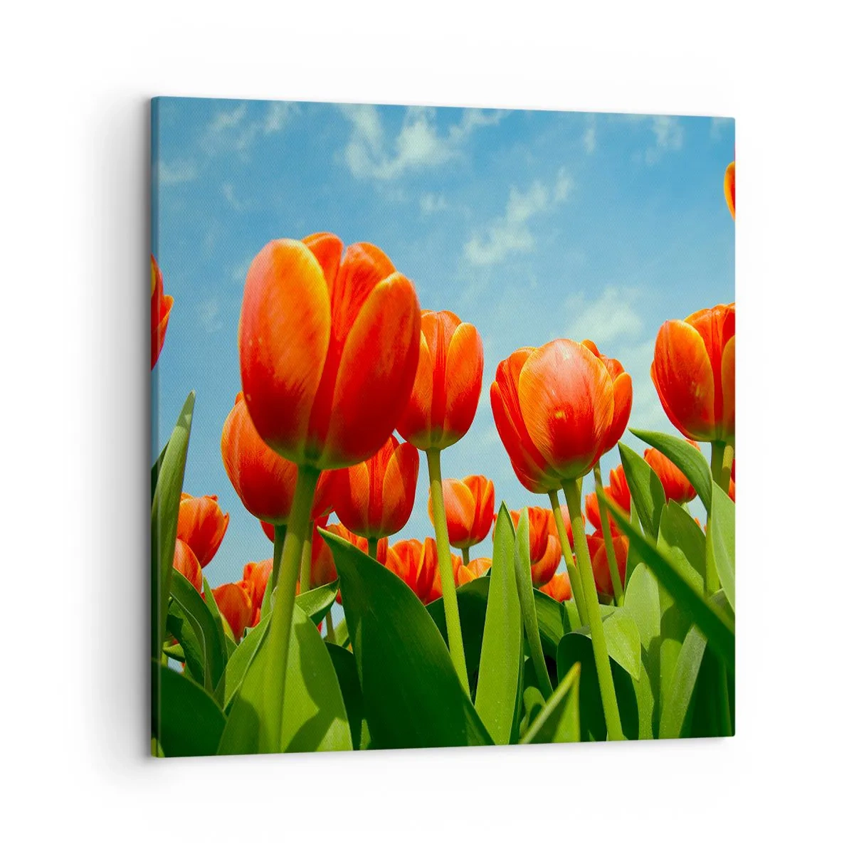 Obraz na plátne - Okrem blankytného neba nič v živote nepotrebujú - 50x50 cm