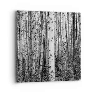 Obraz na plátne - Brezová kolonáda - 40x40 cm