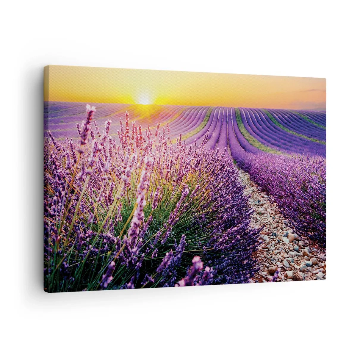 Obraz na plátne - Levanduľové pole pri západe slnka - 70x50cm - Voňavý lán - Moderná nástenná dekorácia do obývacej izby a spálne ARTTOR