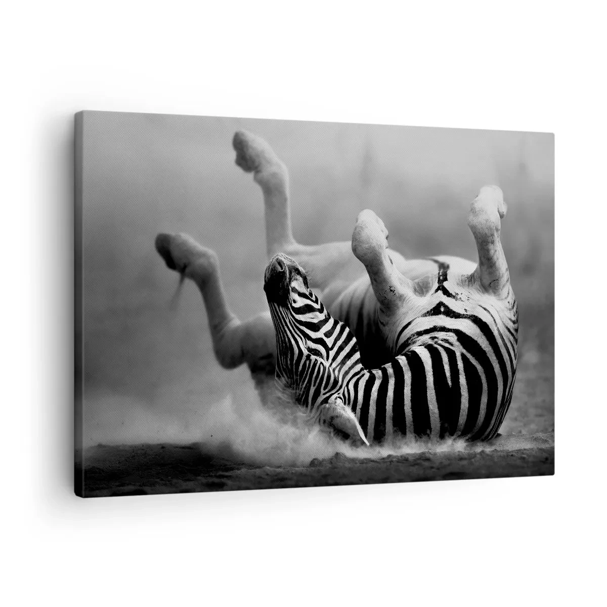 Obraz na plátne - Čierna a biela zebra sa váľa v piesku - 70x50cm - Je to na roztrhanie - Moderná nástenná dekorácia do obývacej izby a spálne ARTTOR