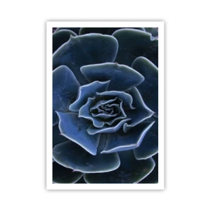 Plagát - Púštny kvet - 70x100 cm