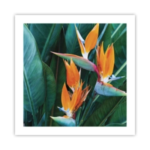 Plagát - Je to kvetina, alebo vták? - 50x50 cm