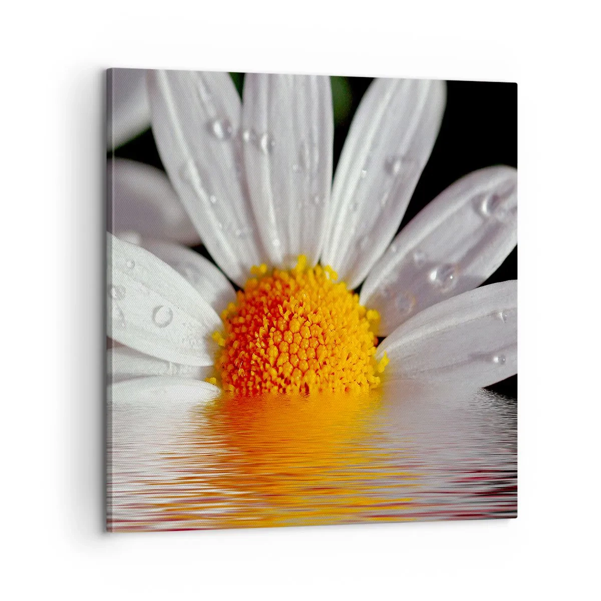 Obraz na plátne - Vychádzajúce slnko sedmokrásky - 60x60 cm