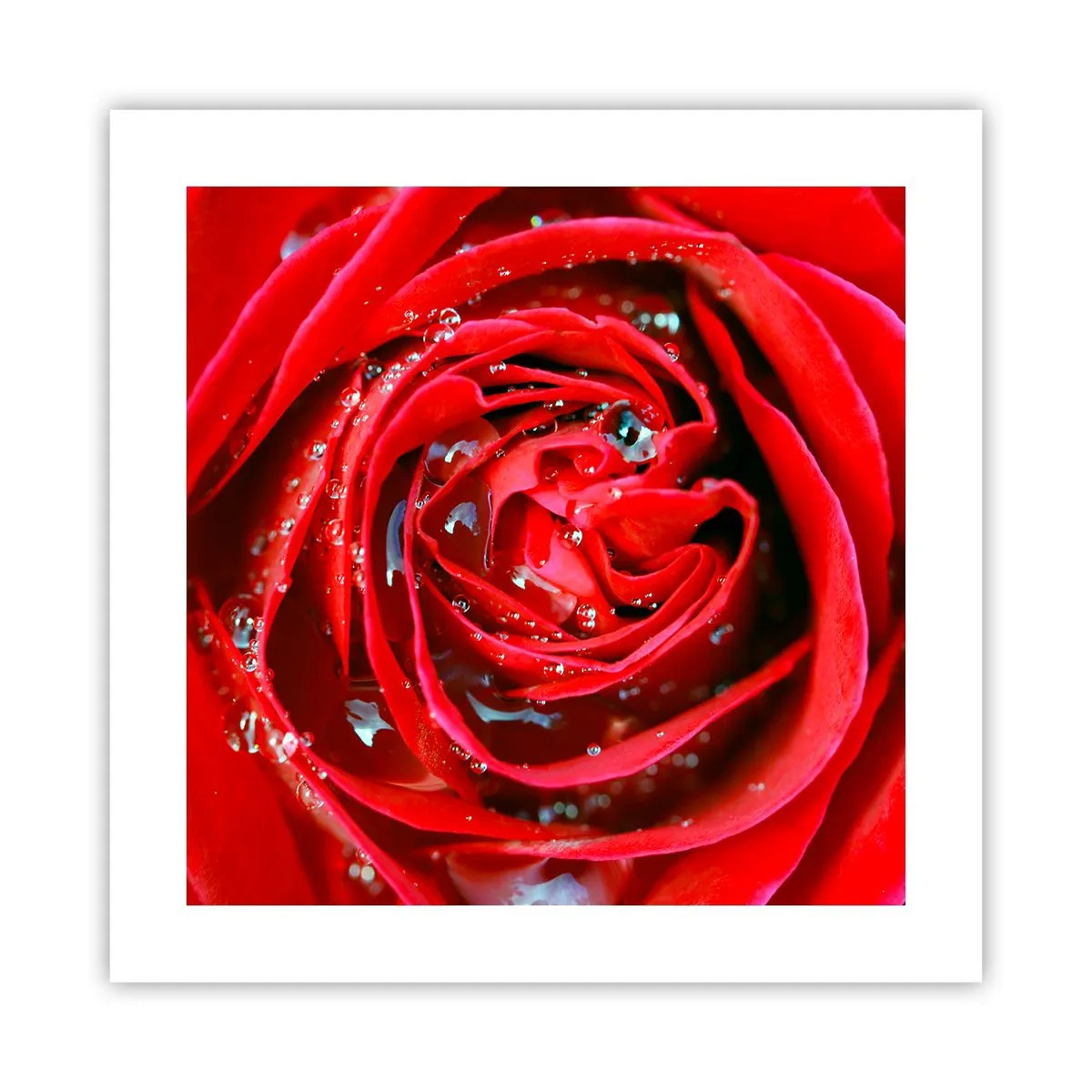 Plagát - V kvapkách rosy - 40x40 cm