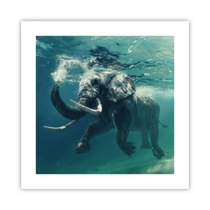 Plagát - Všetci radi plávajú - 40x40 cm