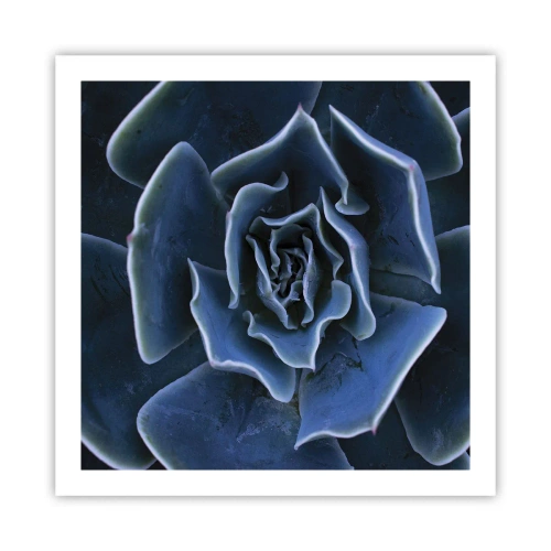 Plagát - Púštny kvet - 60x60 cm