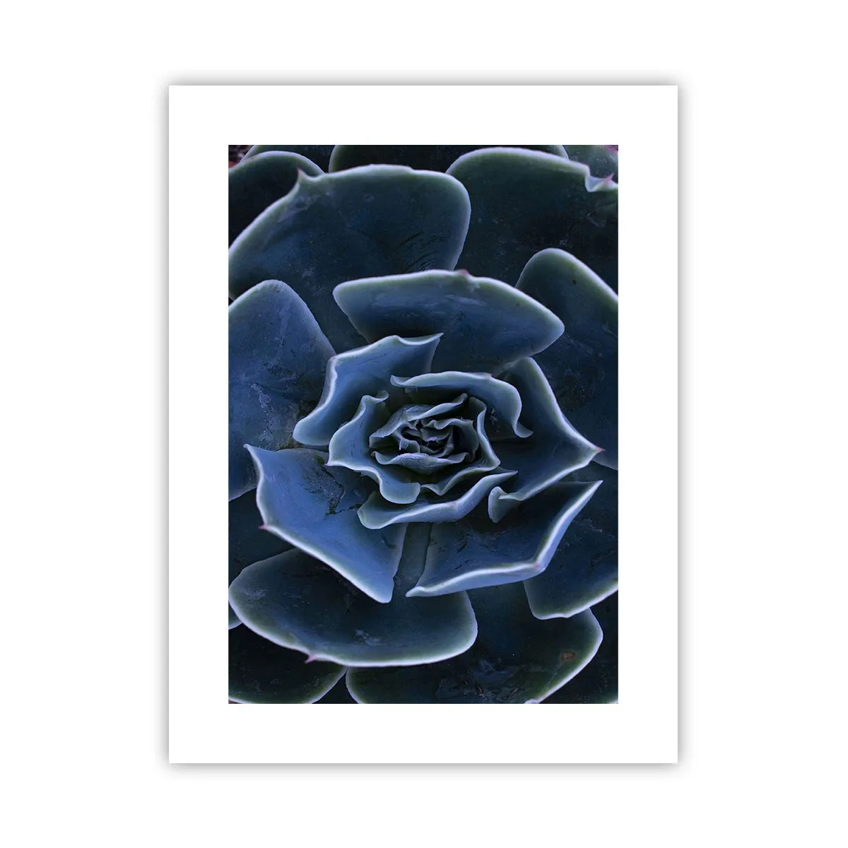 Plagát - Púštny kvet - 30x40 cm