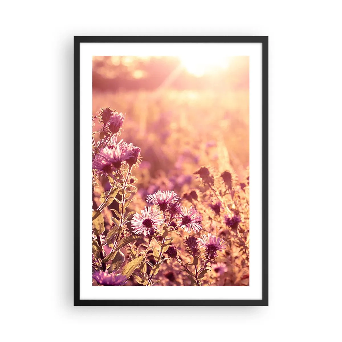 Plagát v čiernom ráme - Pole fialových kvetov vo svetle zapadajúceho slnka - 50x70cm - Než skončí leto - Moderná nástenná dekorácia do obývacej izby a spálne ARTTOR
