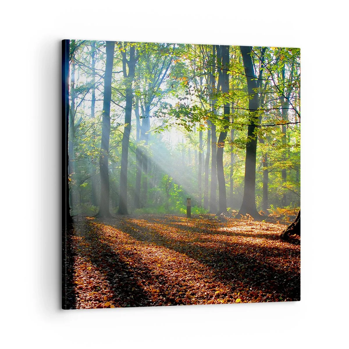 Obraz na plátne - Svetlá a tiene - 60x60 cm