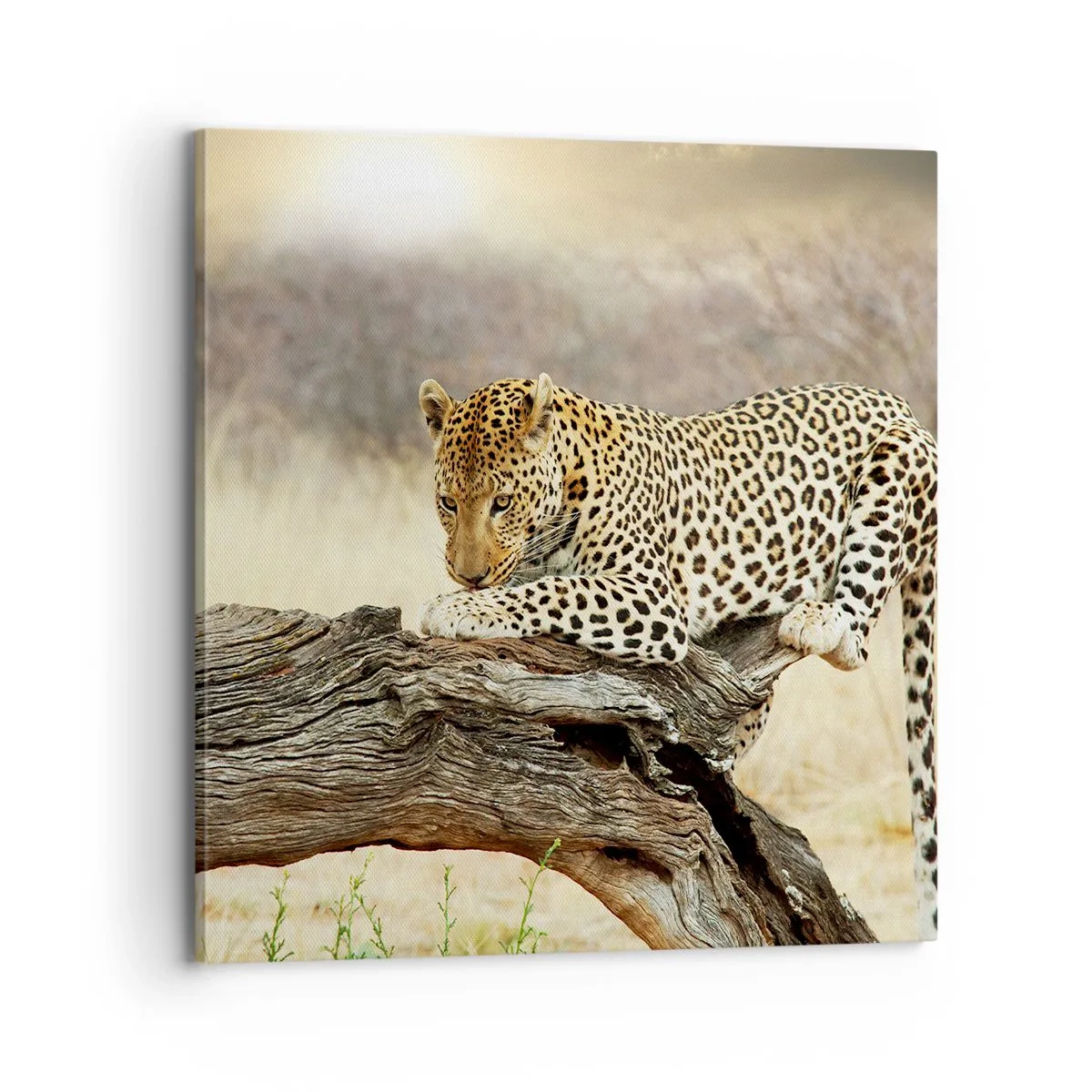 Obraz na plátne - Chodím vlastnými cestami - 70x70 cm